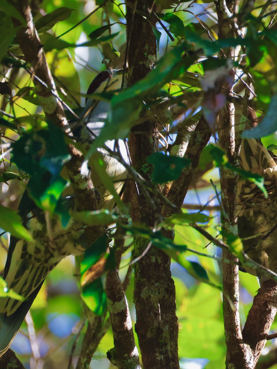 Red-eared Fruit-Dove - ML636856840