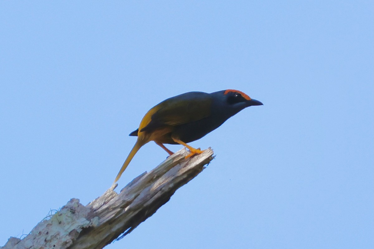Fiery-browed Myna - ML636856865