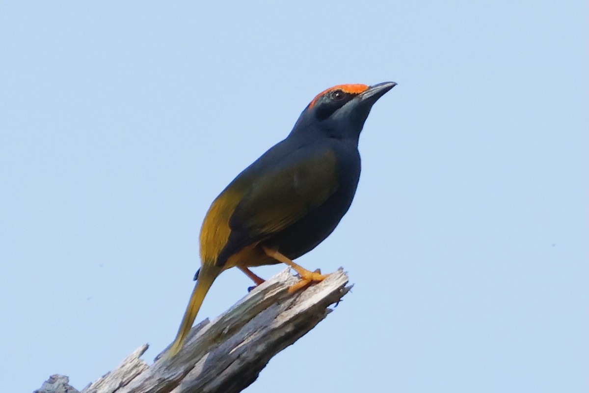 Fiery-browed Myna - ML636856866