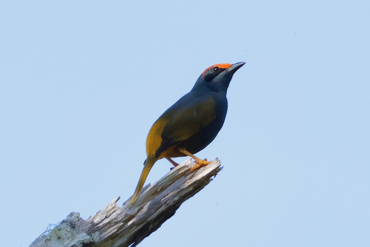 Fiery-browed Myna - ML636856867