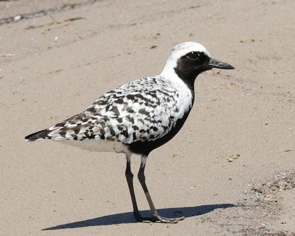 Black-bellied Plover - ML636856894