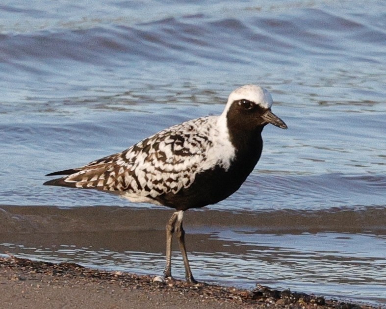 Black-bellied Plover - ML636856895