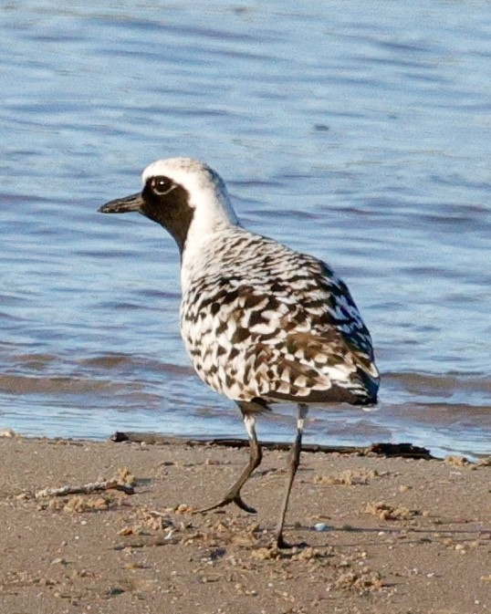 Black-bellied Plover - ML636856896