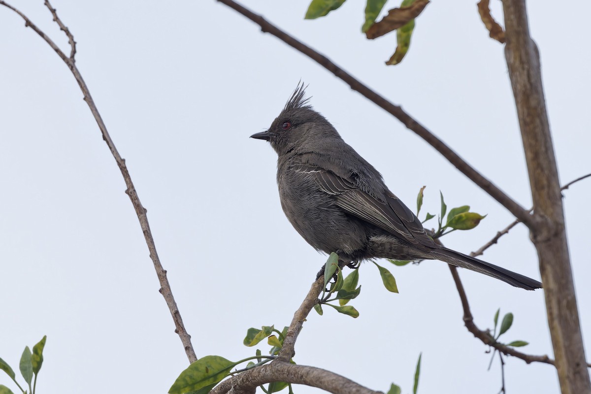 Phainopepla - ML636856979