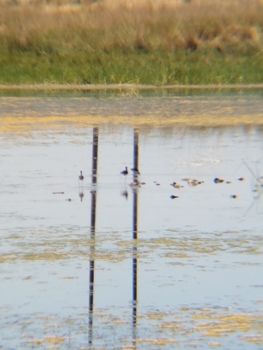 Black-necked Stilt - ML63685711