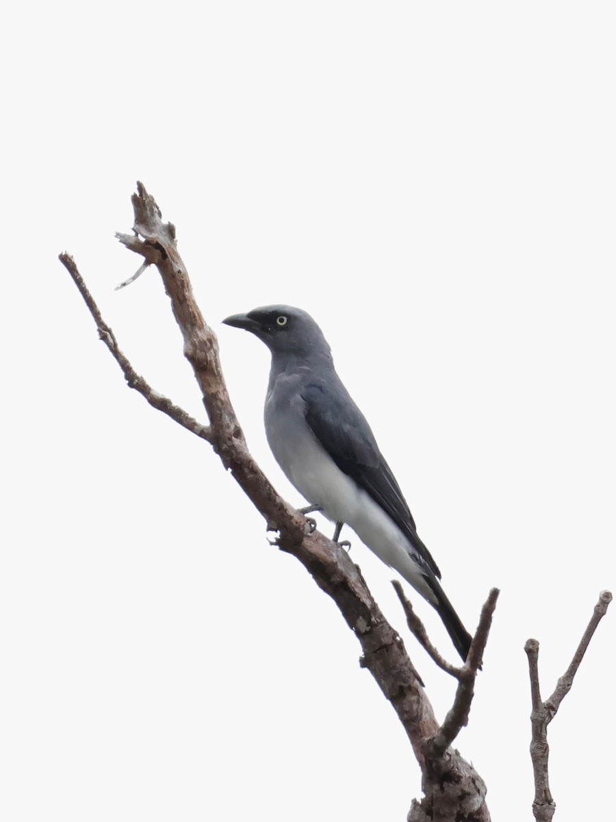 White-rumped Cuckooshrike - ML636857252