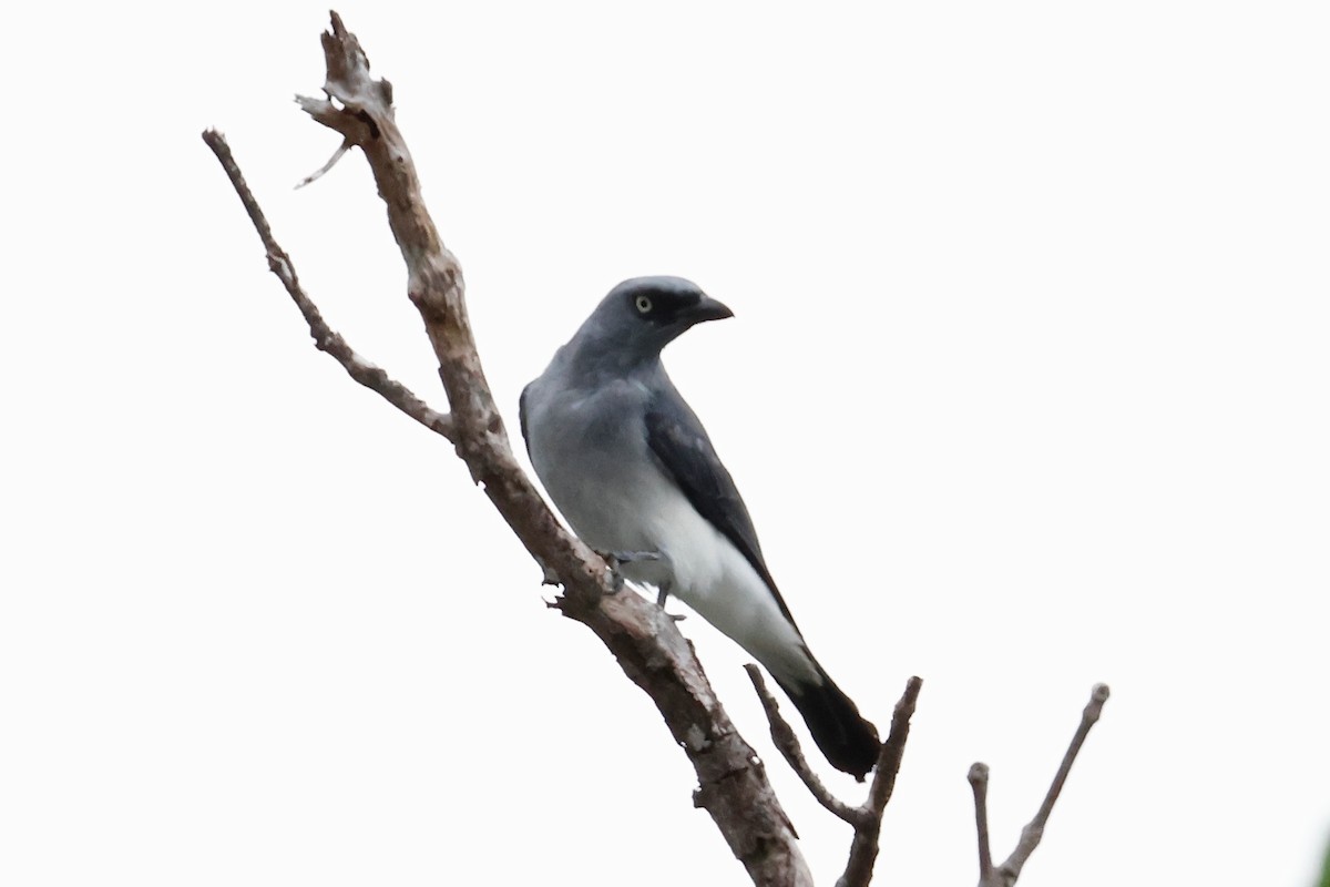 White-rumped Cuckooshrike - ML636857253