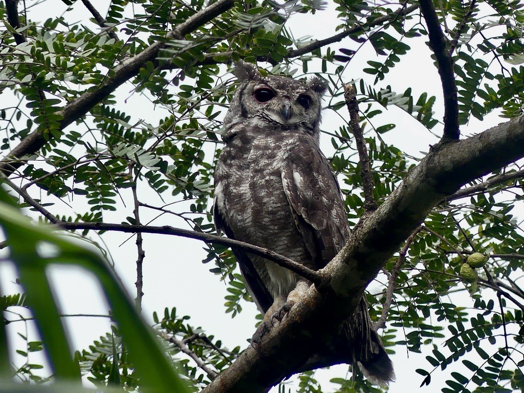 Grayish Eagle-Owl - ML636857284