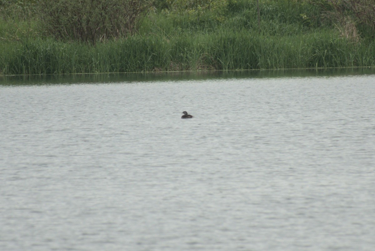 Pied-billed Grebe - ML636857288