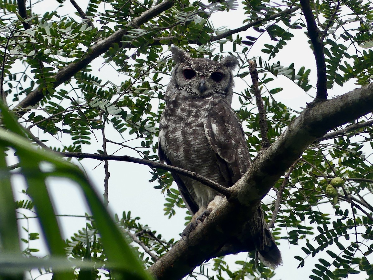 Grayish Eagle-Owl - ML636857292