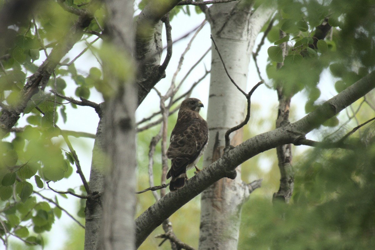 Broad-winged Hawk - ML636857297