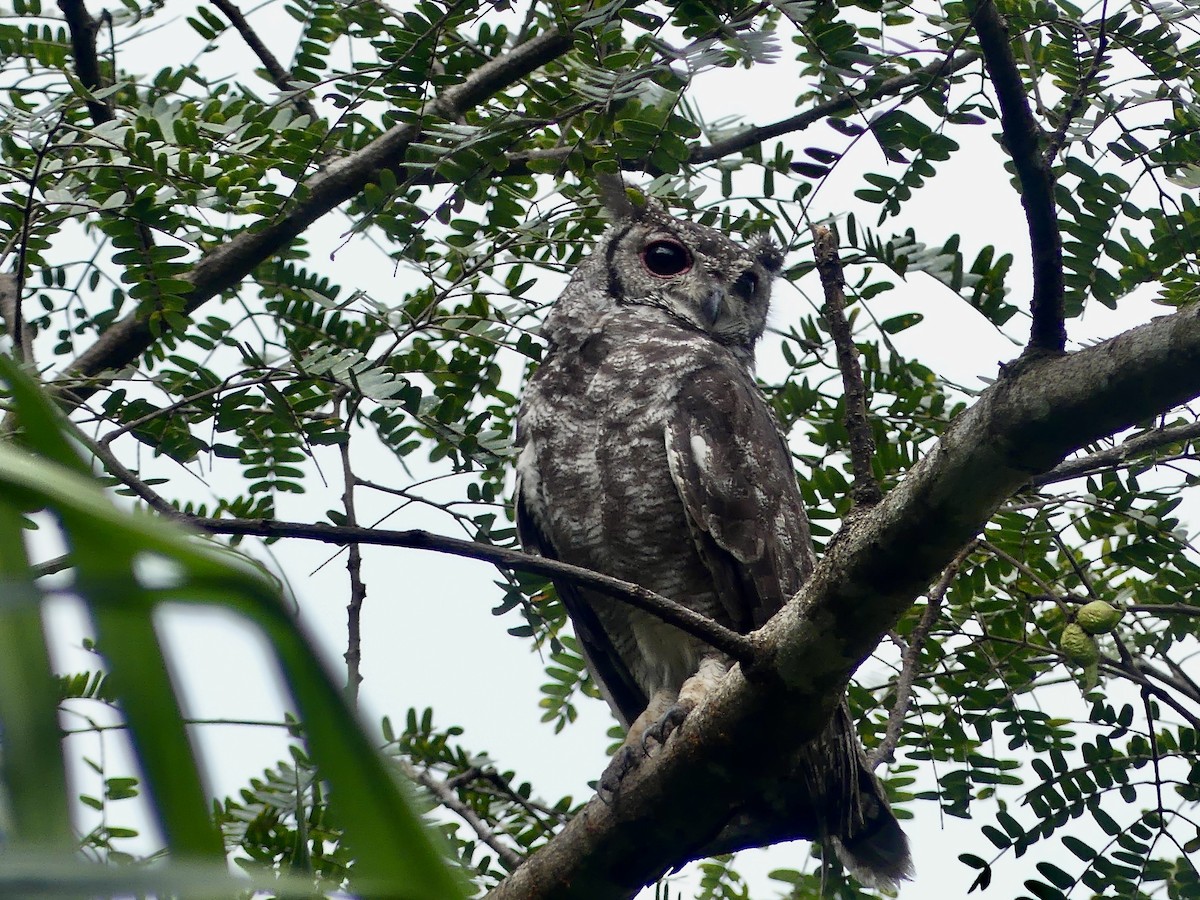 Grayish Eagle-Owl - ML636857299