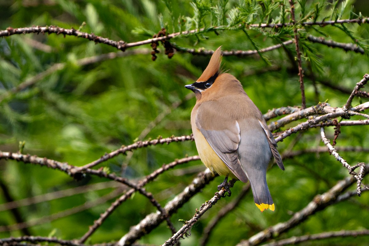Cedar Waxwing - ML636857408
