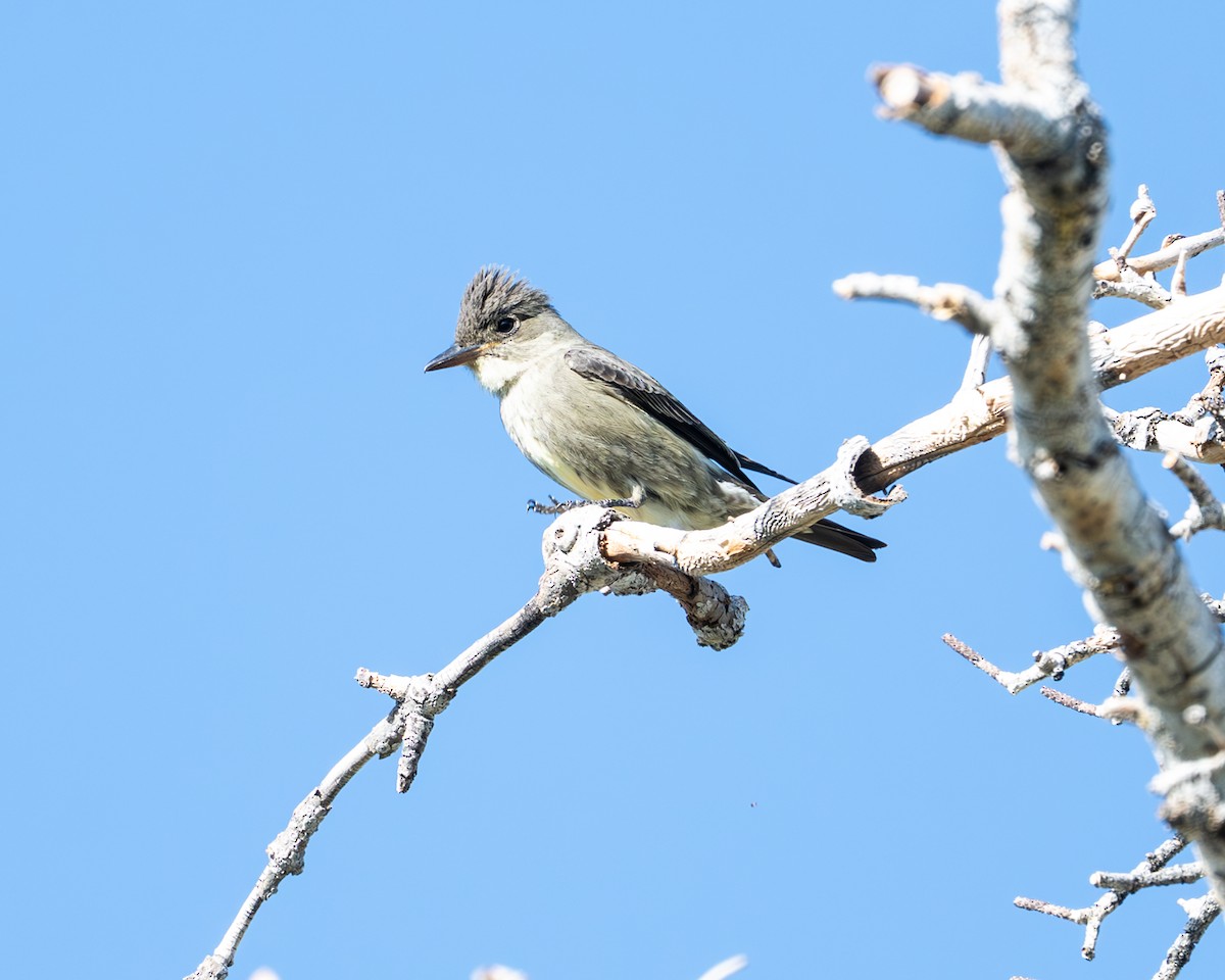 Olivflanken-Schnäppertyrann - ML636857426