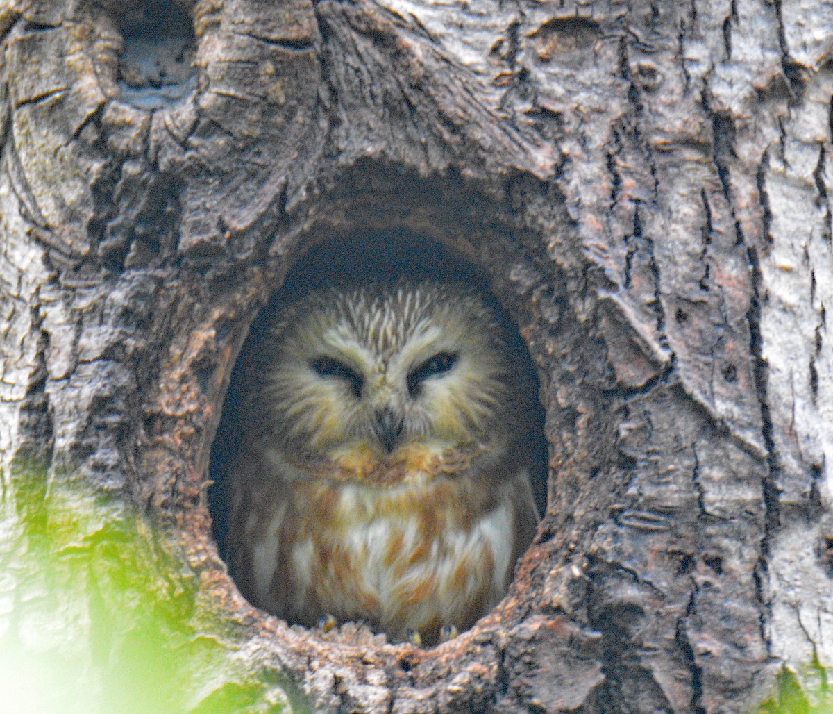 Northern Saw-whet Owl - ML636857444