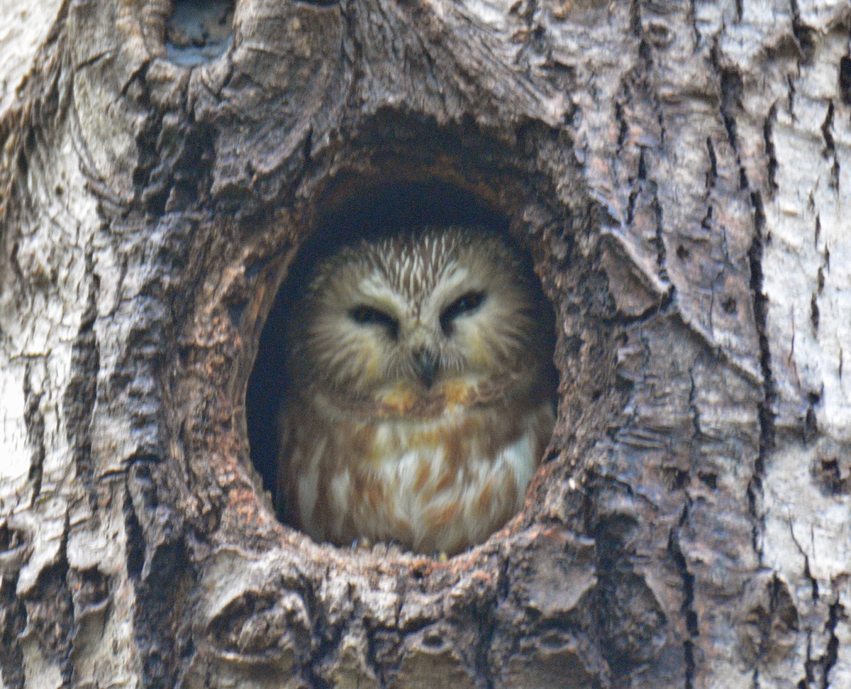 Northern Saw-whet Owl - ML636857445