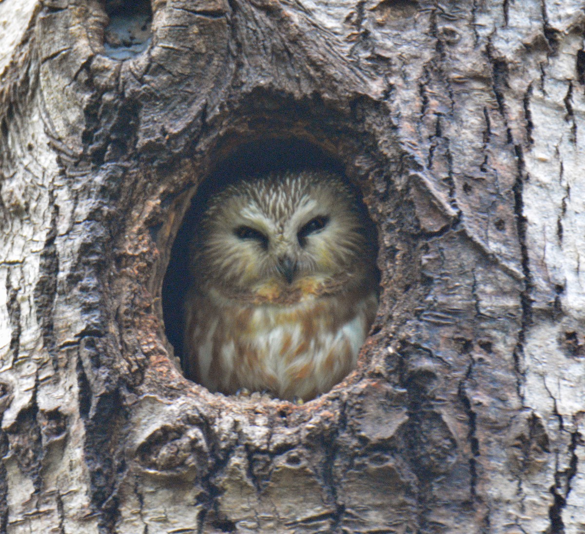 Northern Saw-whet Owl - ML636857446