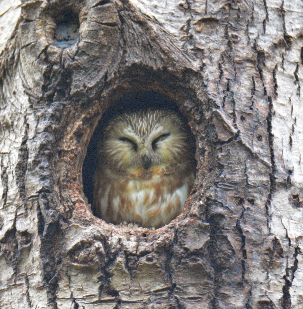 Northern Saw-whet Owl - ML636857447