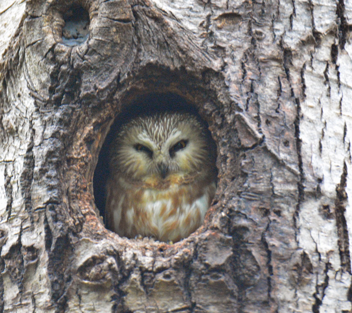 Northern Saw-whet Owl - ML636857448