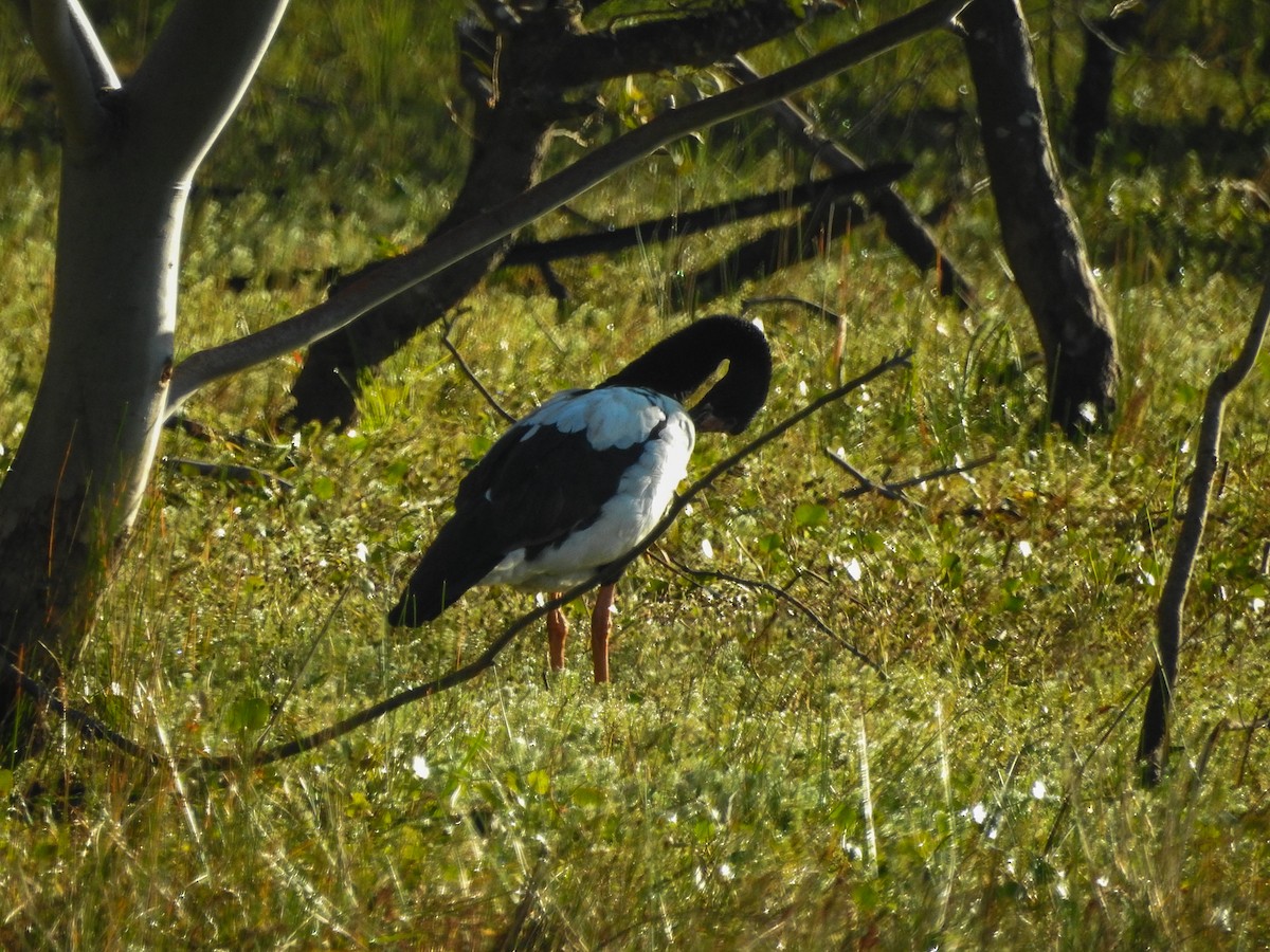 skjæregås - ML636857543