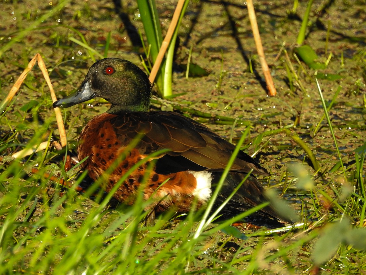 kastanjeand - ML636857549