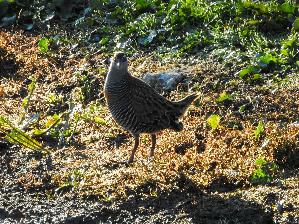 båndrikse - ML636857553