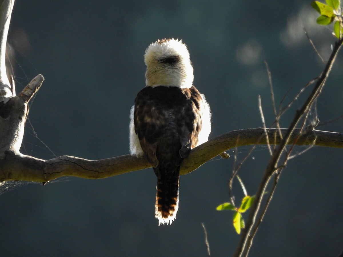 latterkokaburra - ML636857559