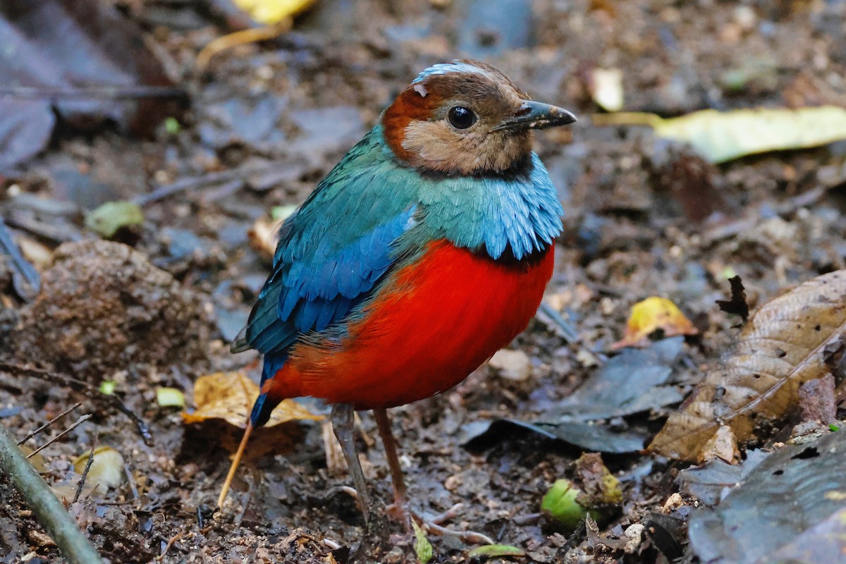 Sulawesi Pitta - ML636857564