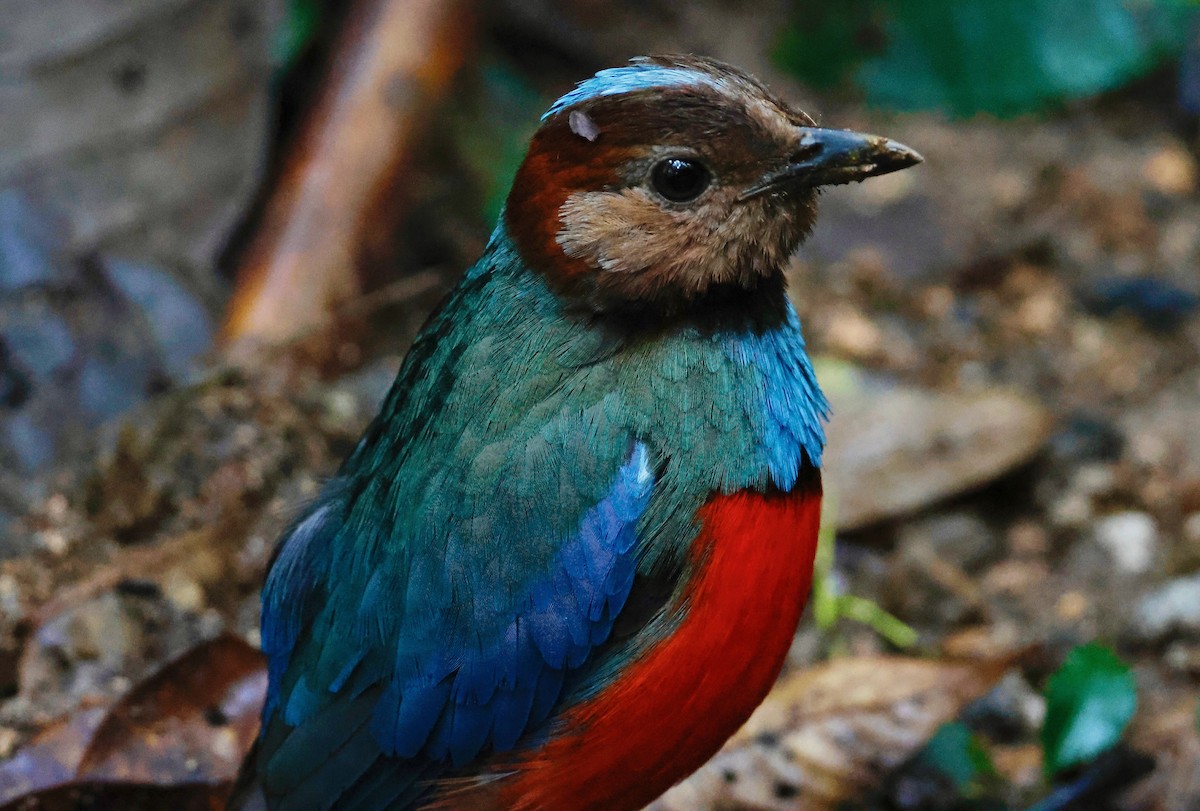 Sulawesi Pitta - ML636857565