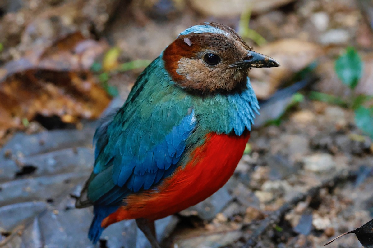 Sulawesi Pitta - ML636857566