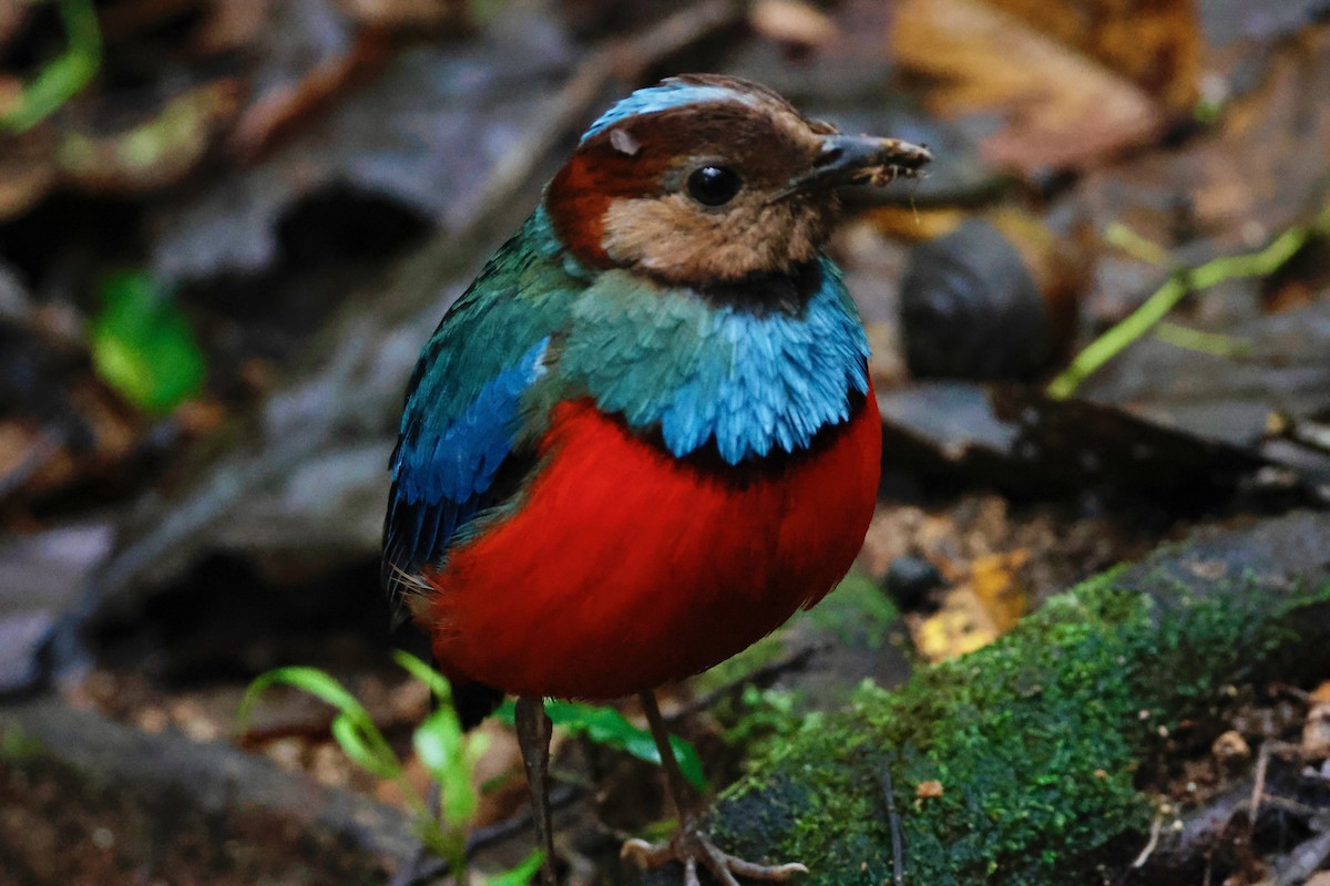Sulawesi Pitta - ML636857567