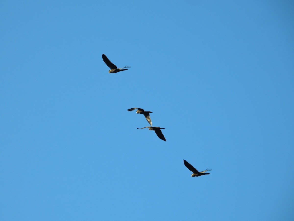 gulstjertkakadu - ML636857576