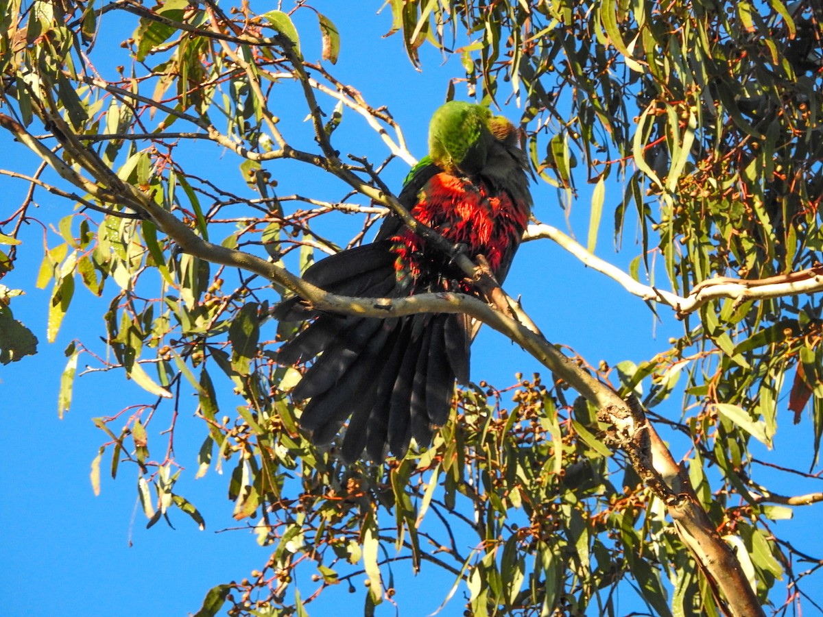 kongeparakitt - ML636857580