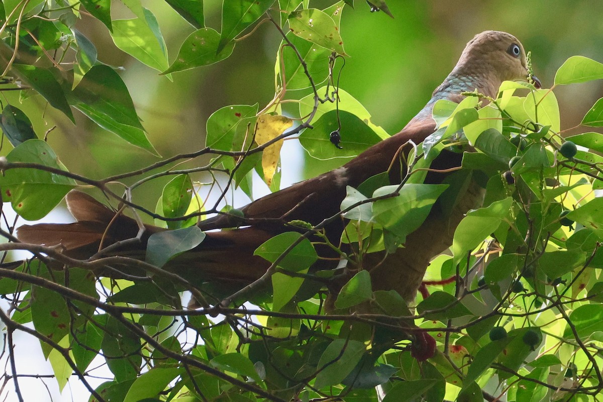 Sultan's Cuckoo-Dove - ML636857608