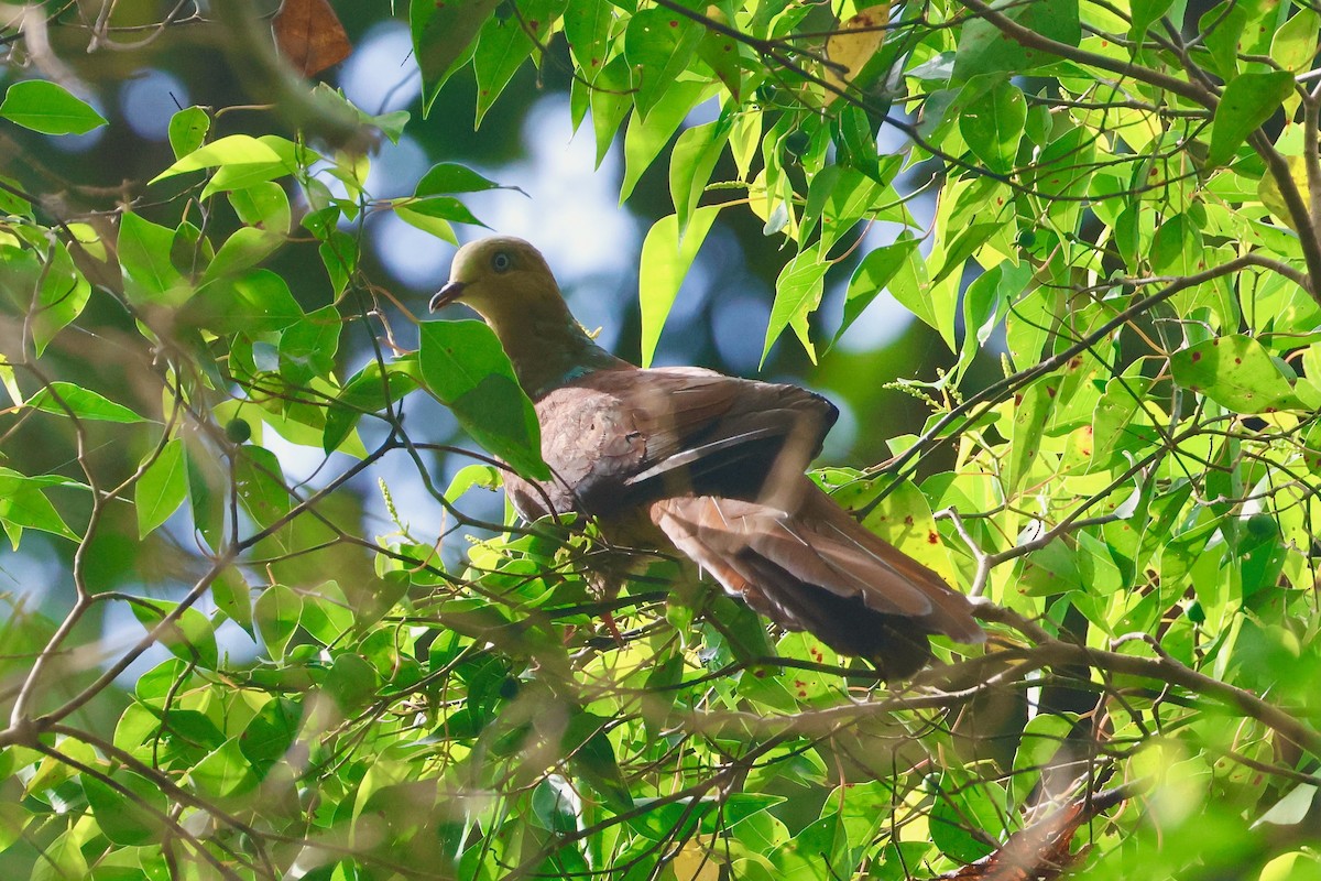 Sultan's Cuckoo-Dove - ML636857609