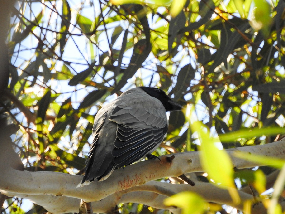 maskelarveeter - ML636857611