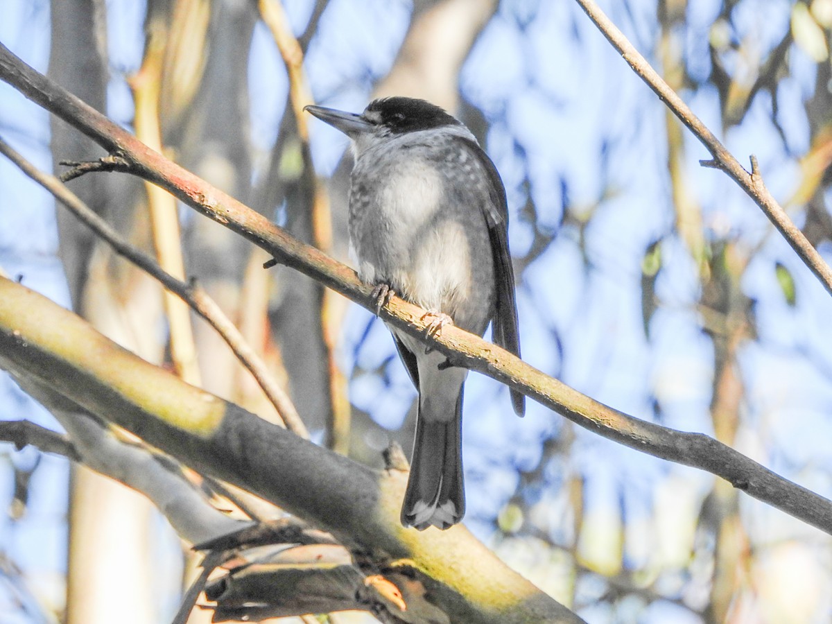 gråryggslakterfugl - ML636857620