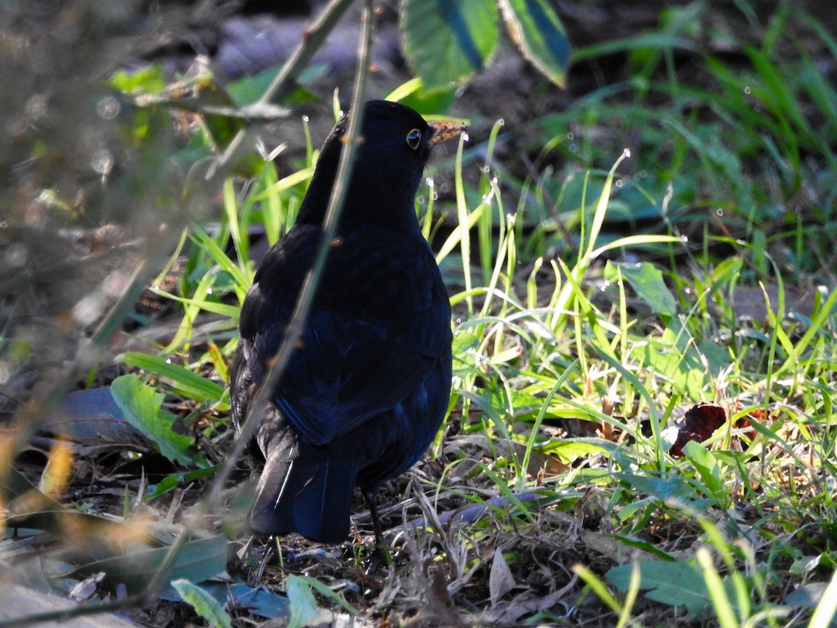 svarttrost - ML636857626