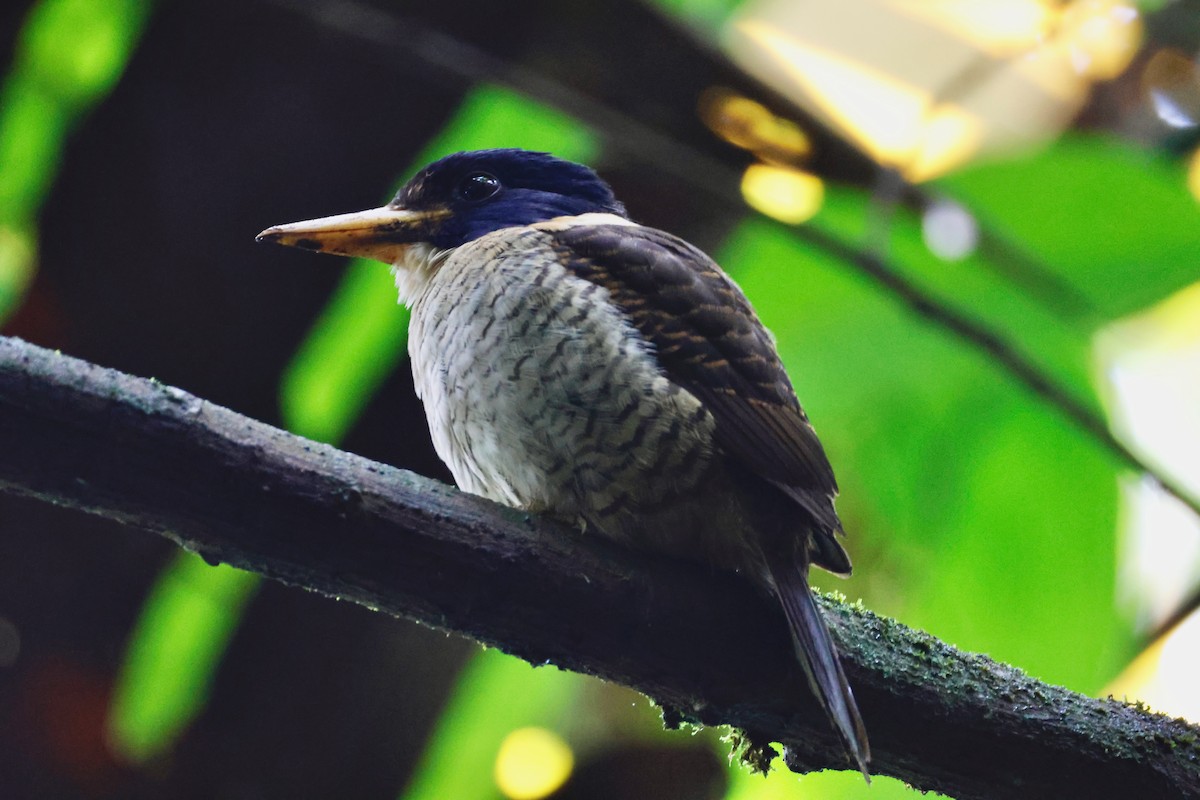 Scaly-breasted Kingfisher - ML636857631