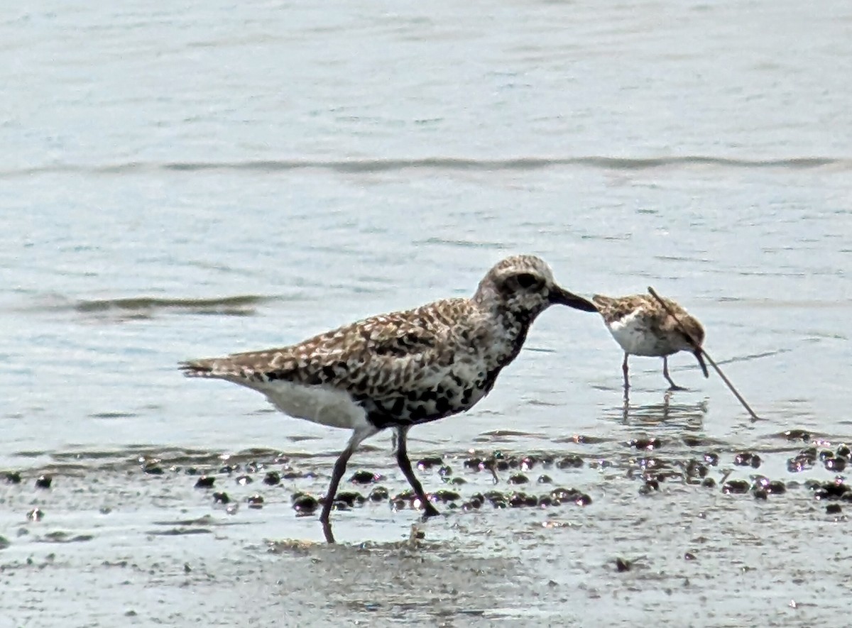 Black-bellied Plover - ML636857687