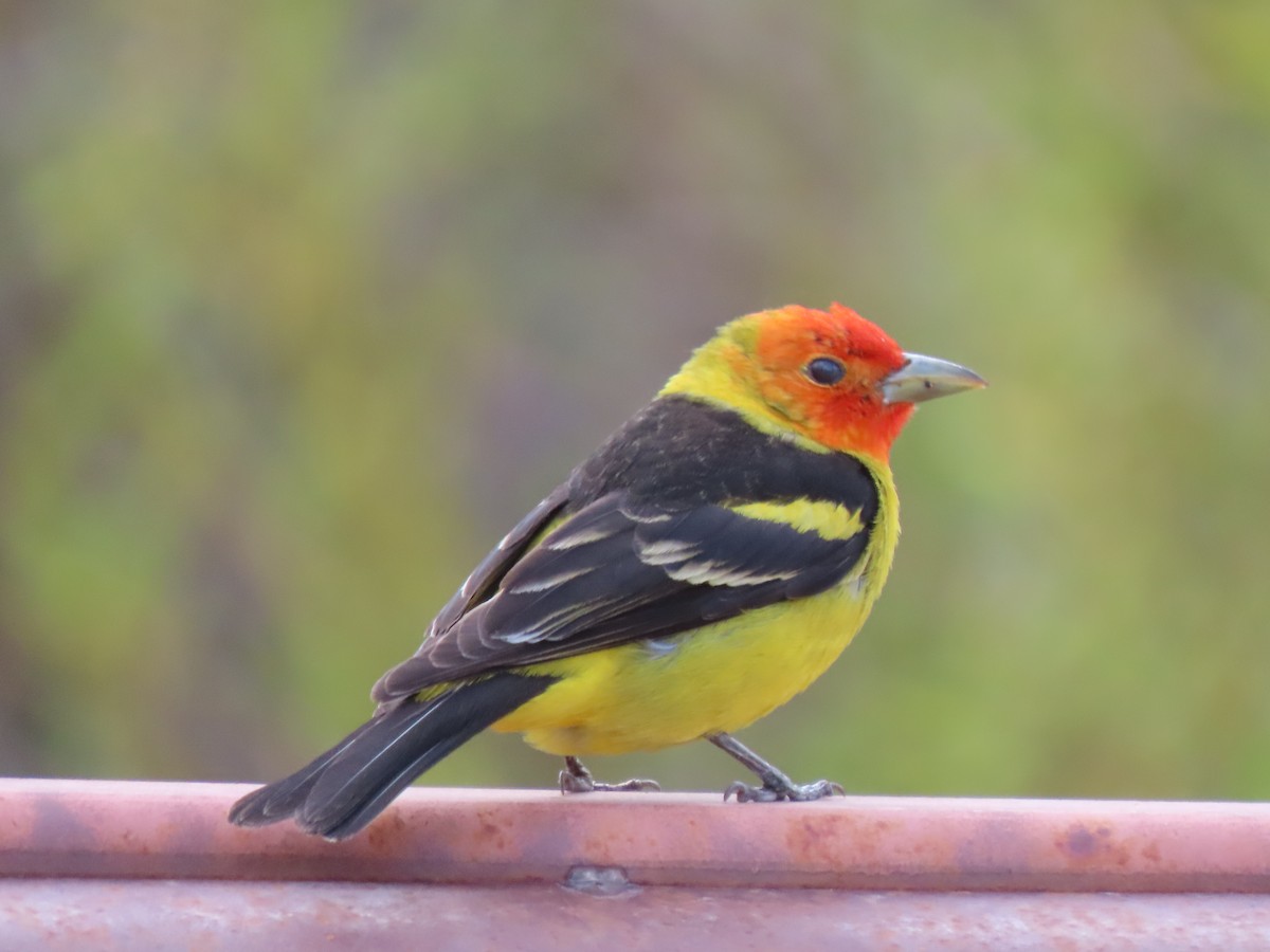 Western Tanager - ML636857747