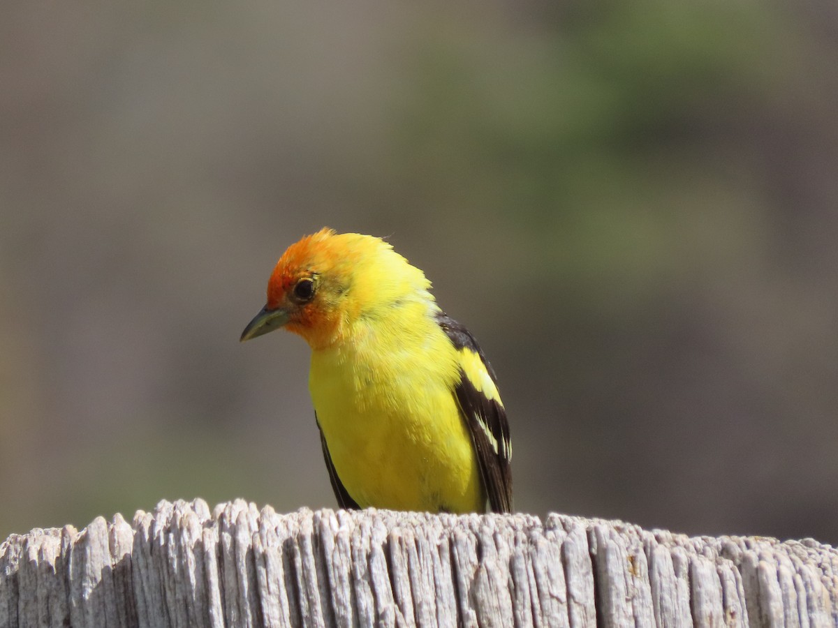 Western Tanager - ML636857748