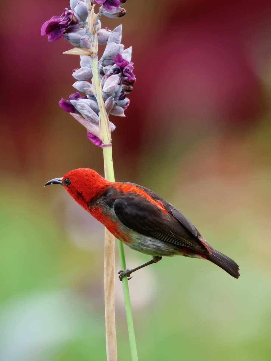 Sulawesi Myzomela - ML636857813