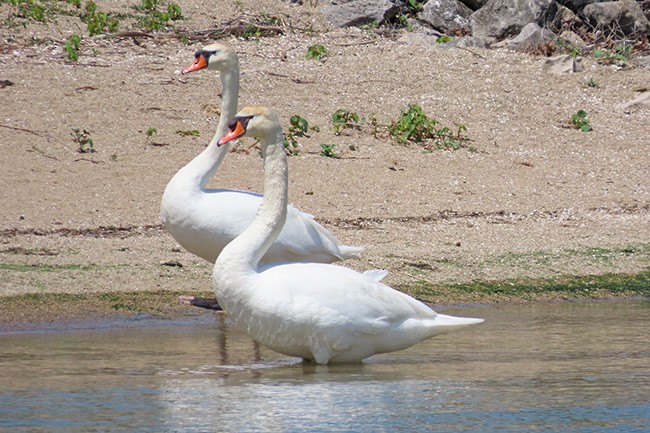Mute Swan - ML636857842
