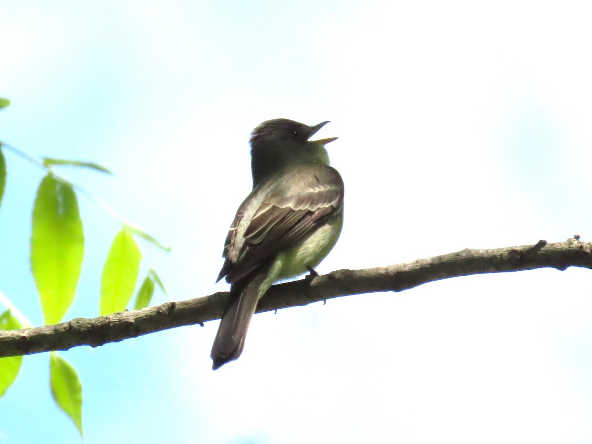 Eastern Wood-Pewee - ML636857850