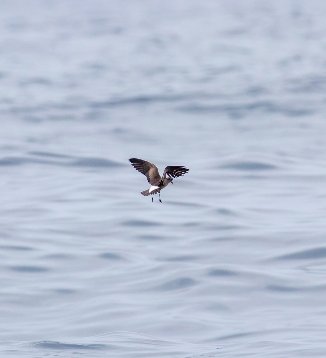 Wedge-rumped Storm-Petrel - ML636857851