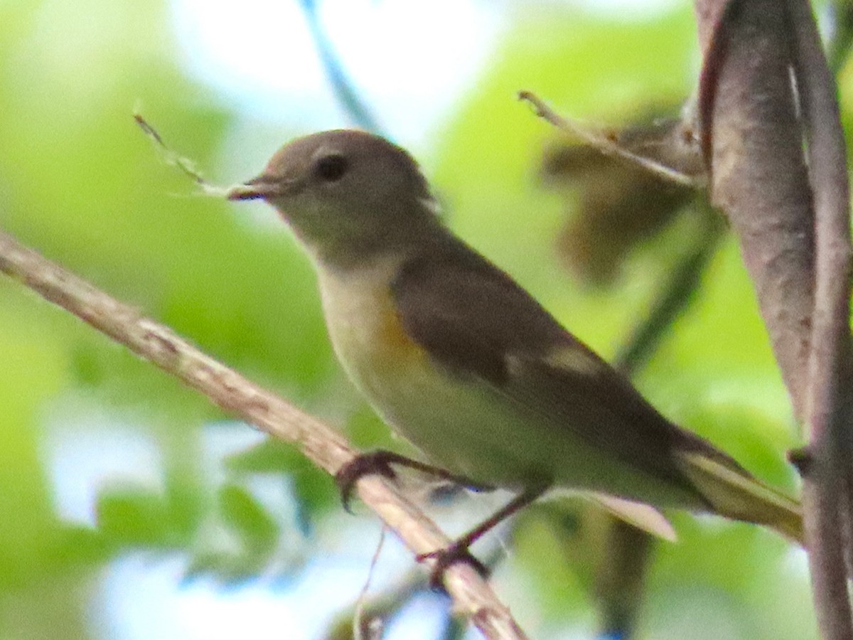 American Redstart - ML636857868