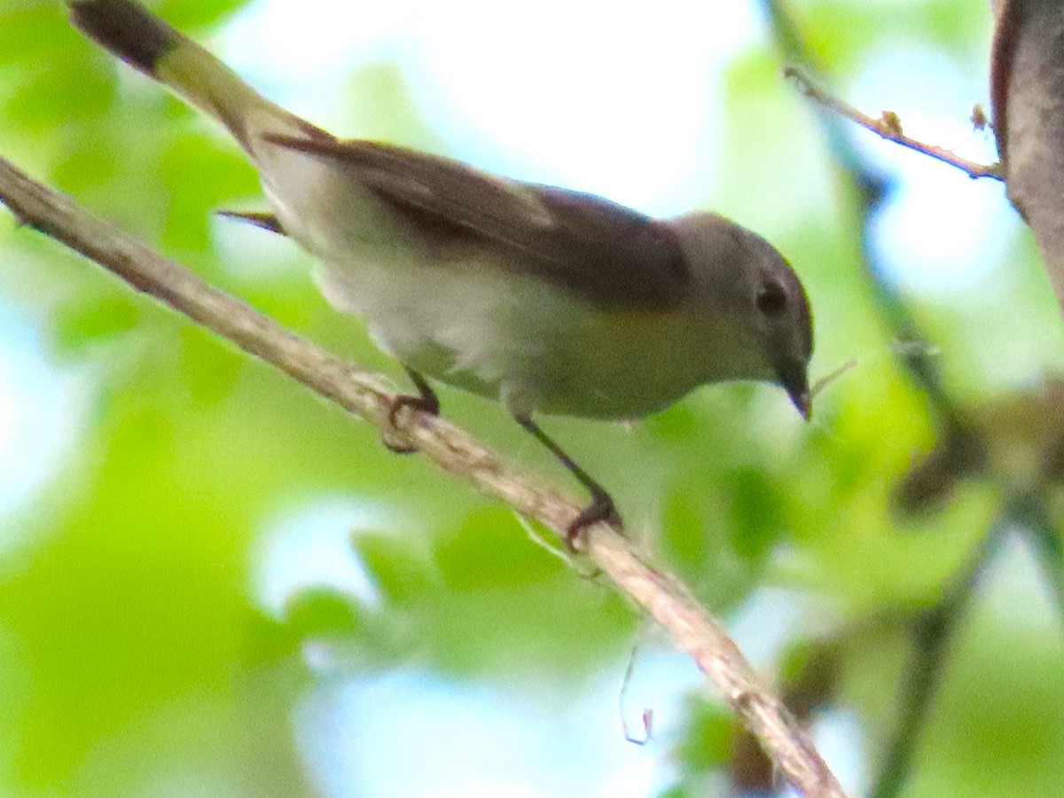 American Redstart - ML636857869