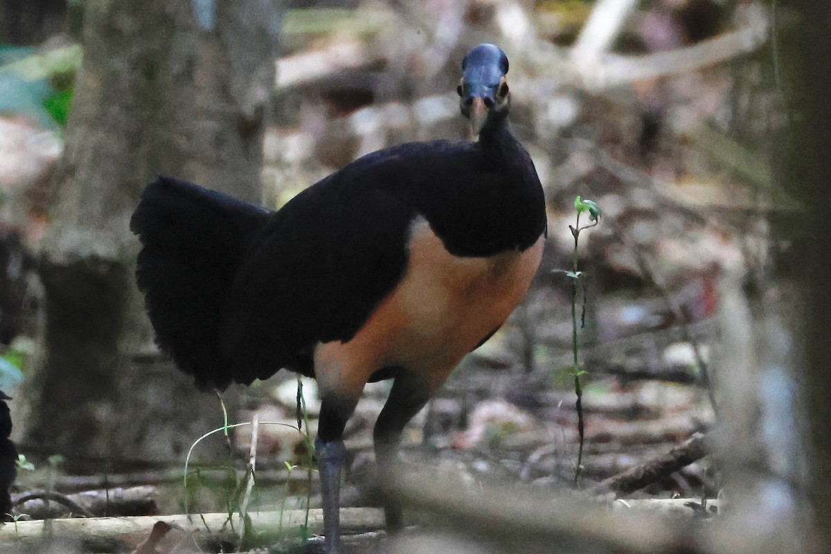 Maleo - ML636857893