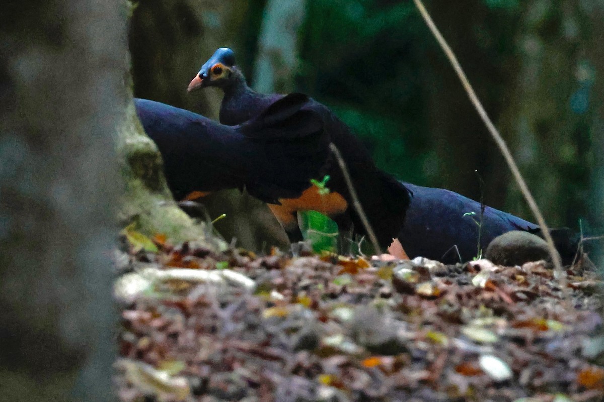 Maleo - ML636857894